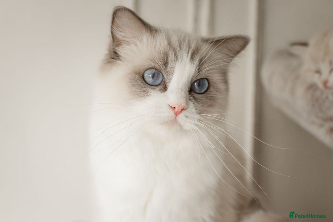 Ragdoll cats for sale: Amazing Ragdoll kittens - Image 19