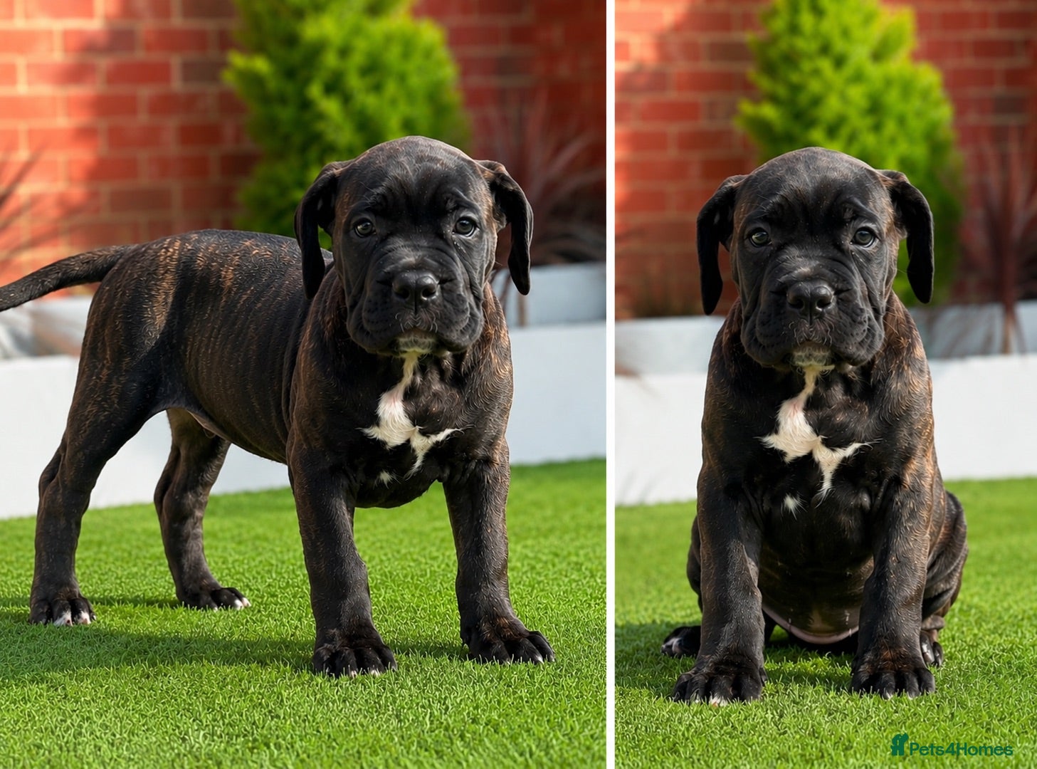 Cane Corso dogs 🐾 European Champion Bloodline Cane Corso Puppies - Advert 2