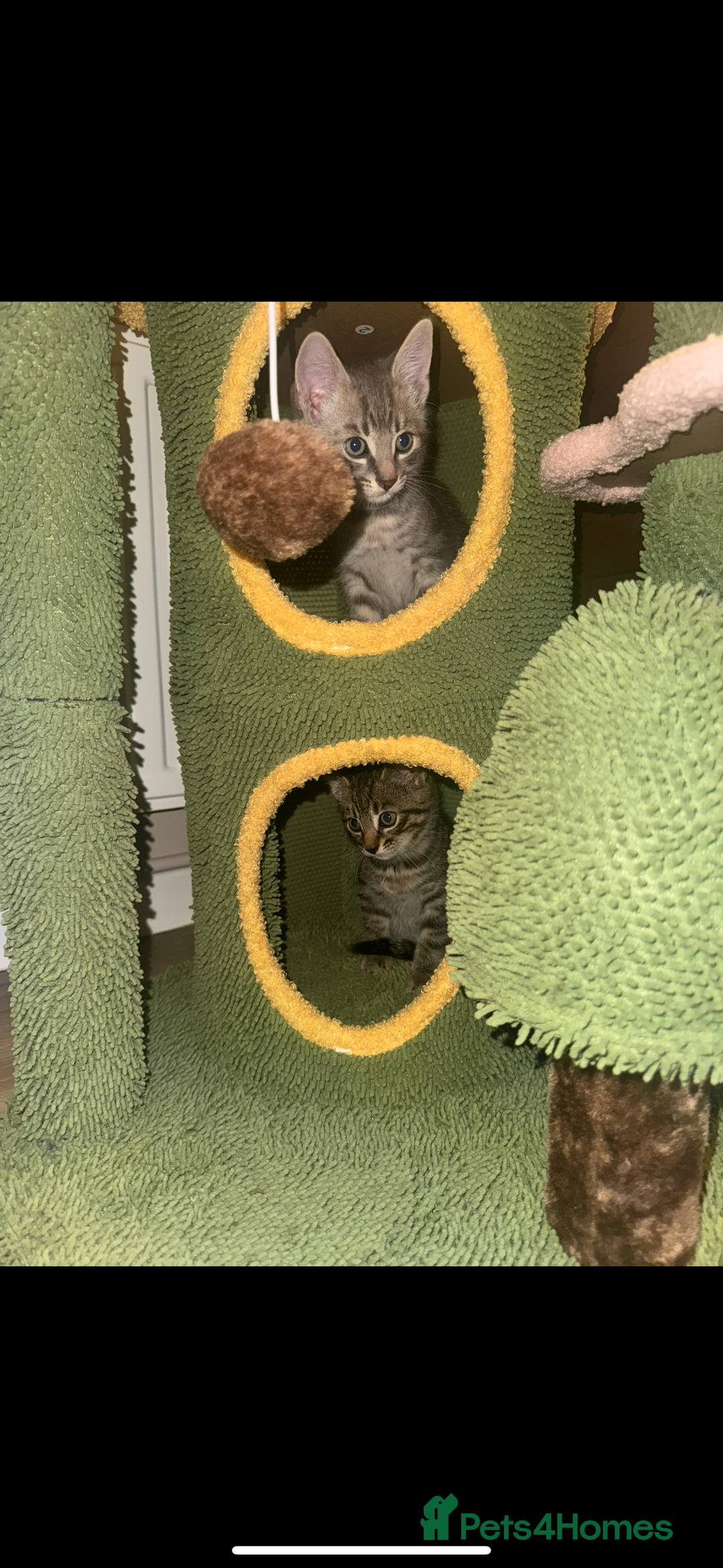 Mixed Breed cats for sale: Mixed breed tabby  - Image 7