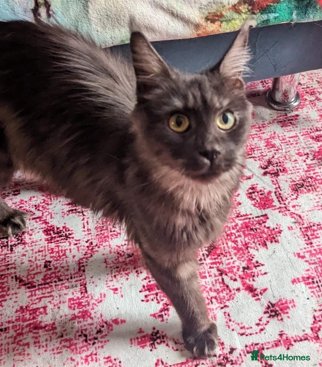 Maine Coon cats for sale: Possibly pregnant Maine coon seeking a quiet home - Advert 4