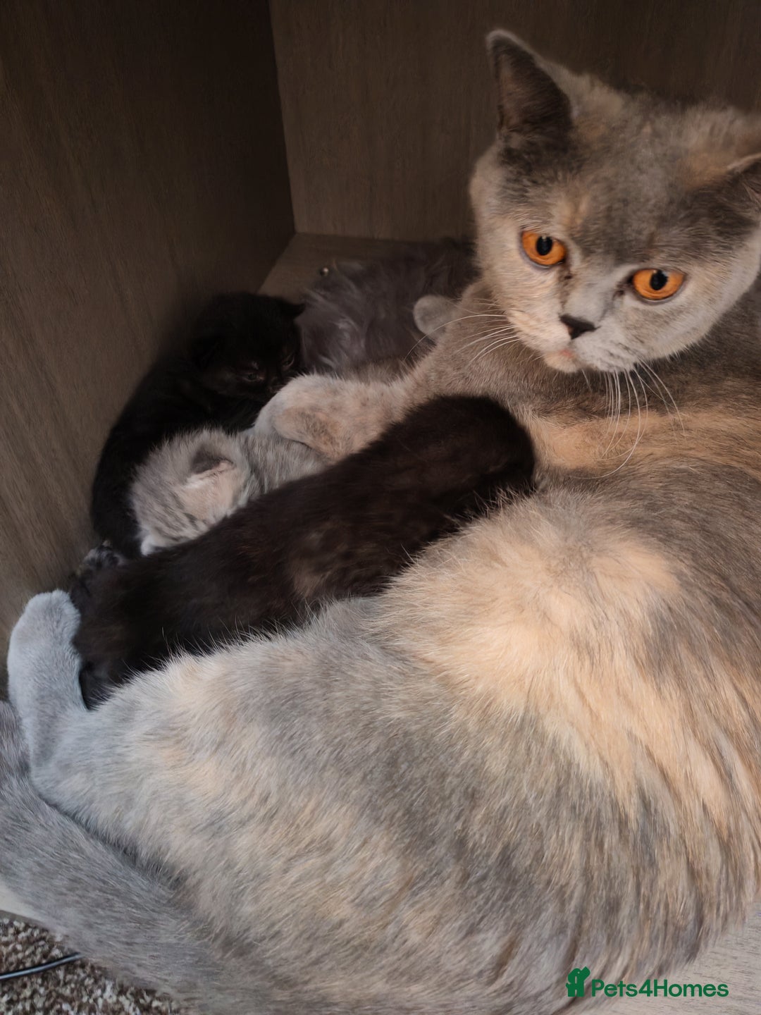 British Shorthair cats for sale: British shorthair kittens - Image 10
