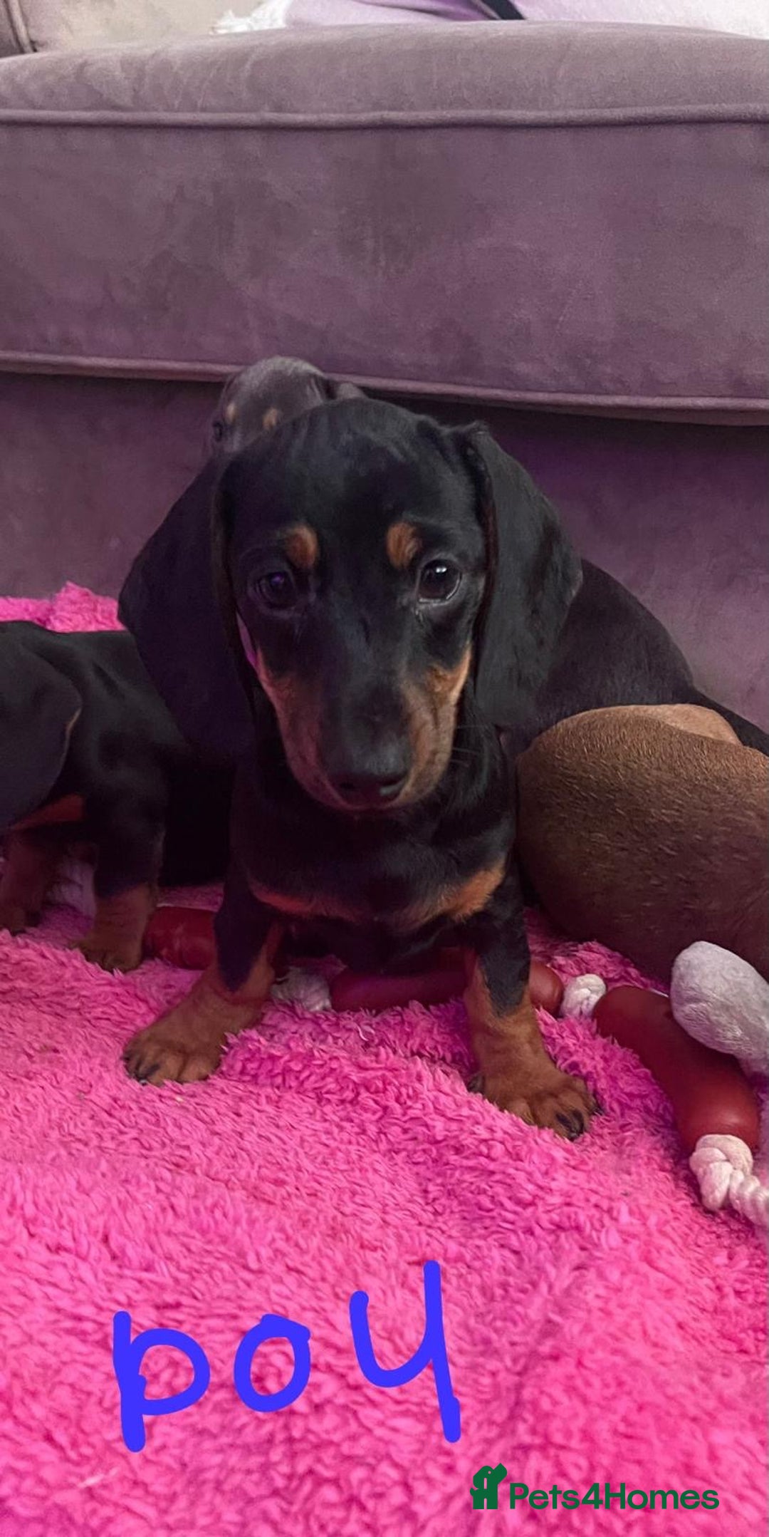 Miniature Dachshund dogs for sale: Little miniature dachshund  - Advert 11