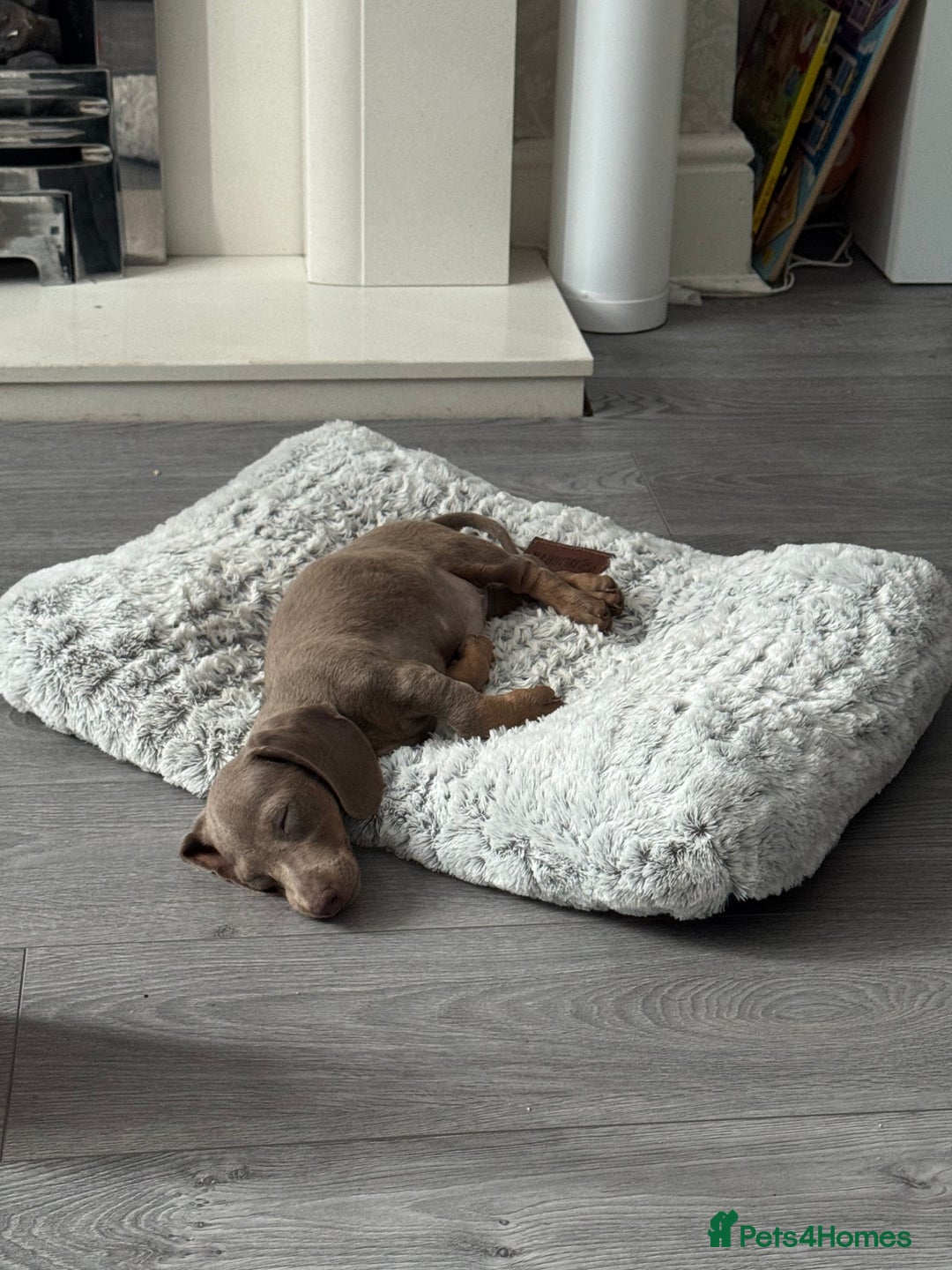 Miniature Dachshund dogs for sale: Miniature dachshund for sale - Image 6