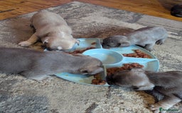 French Bulldog dogs for sale:  🐶 Adorable French Bulldog Puppies December! 🐶 - Image 4