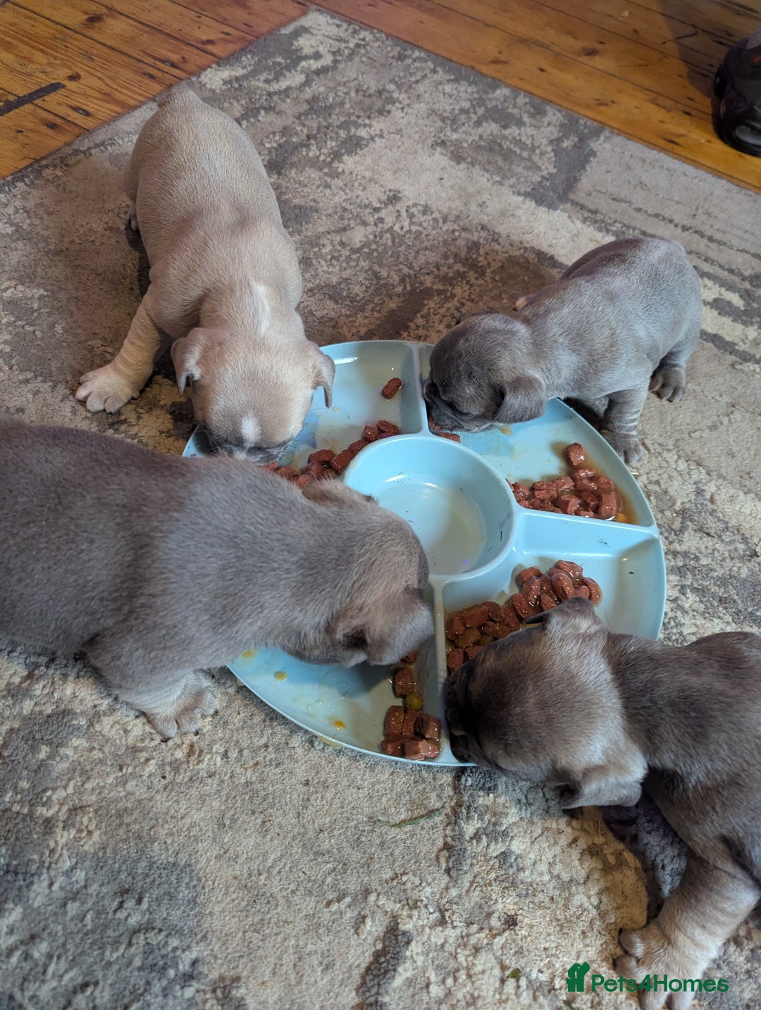 French Bulldog dogs for sale:  🐶 Adorable French Bulldog Puppies December! 🐶 - Image 4