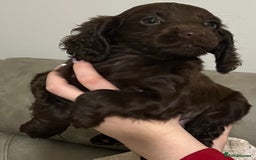 Cocker Spaniel dogs for sale: Cocker spaniel  - Image 22