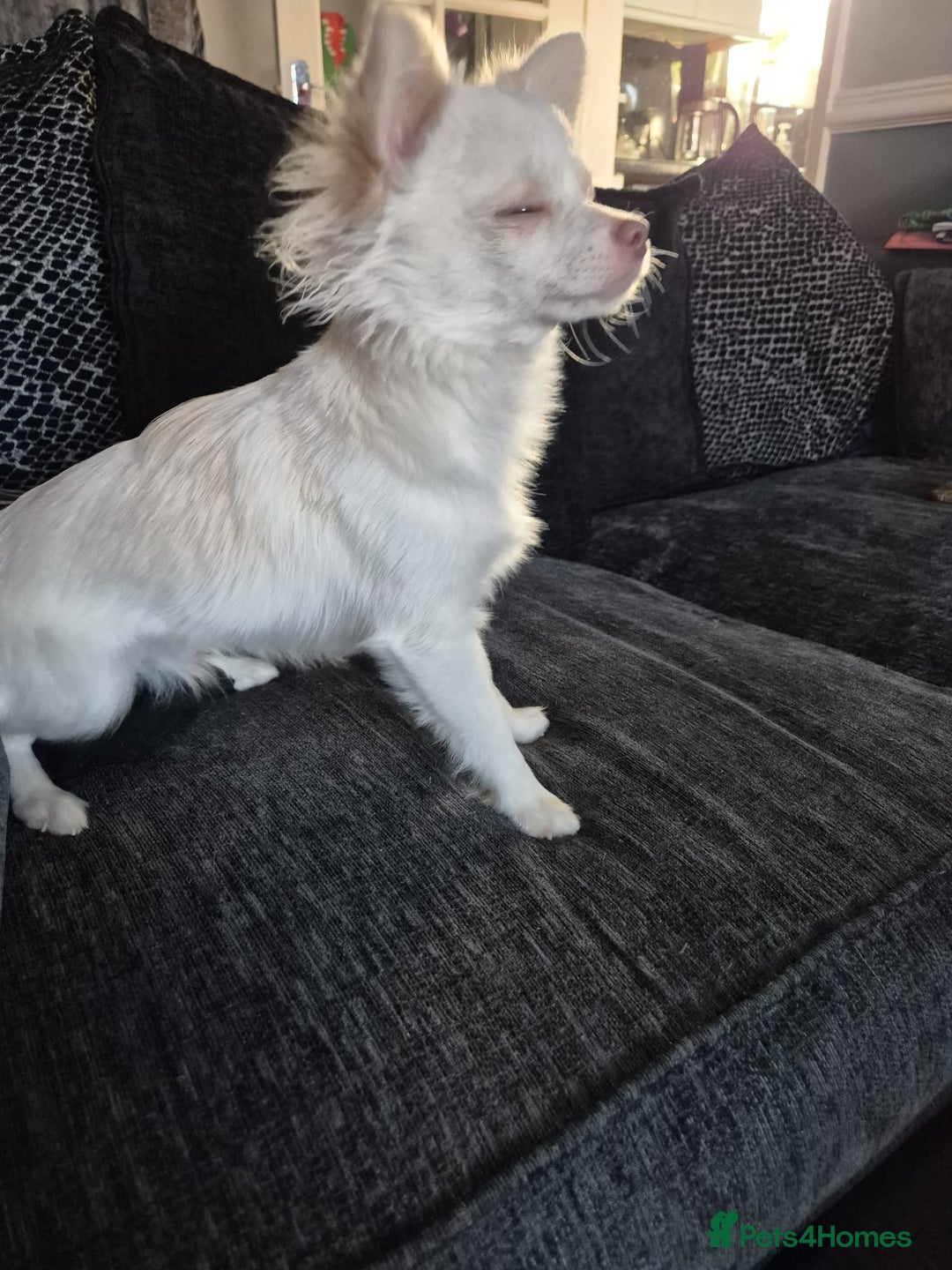 Chihuahua dogs for sale: Long haired Cream and White boy - Advert 5