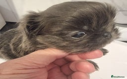 Shih Tzu dogs for sale: Kc reg stunning very tiny babies boys/girls - Image 28