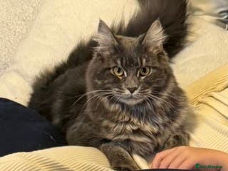 Maine Coon cats Beautiful Maine coon female - Advert 7