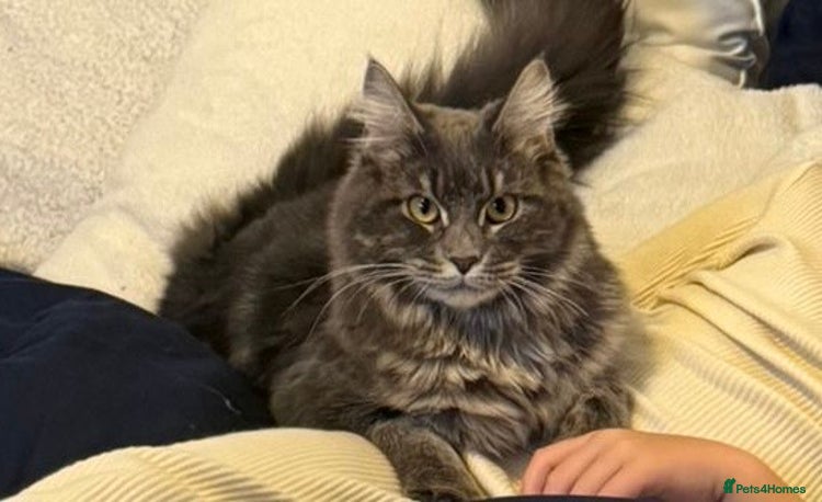 Maine Coon cats - Advert 4