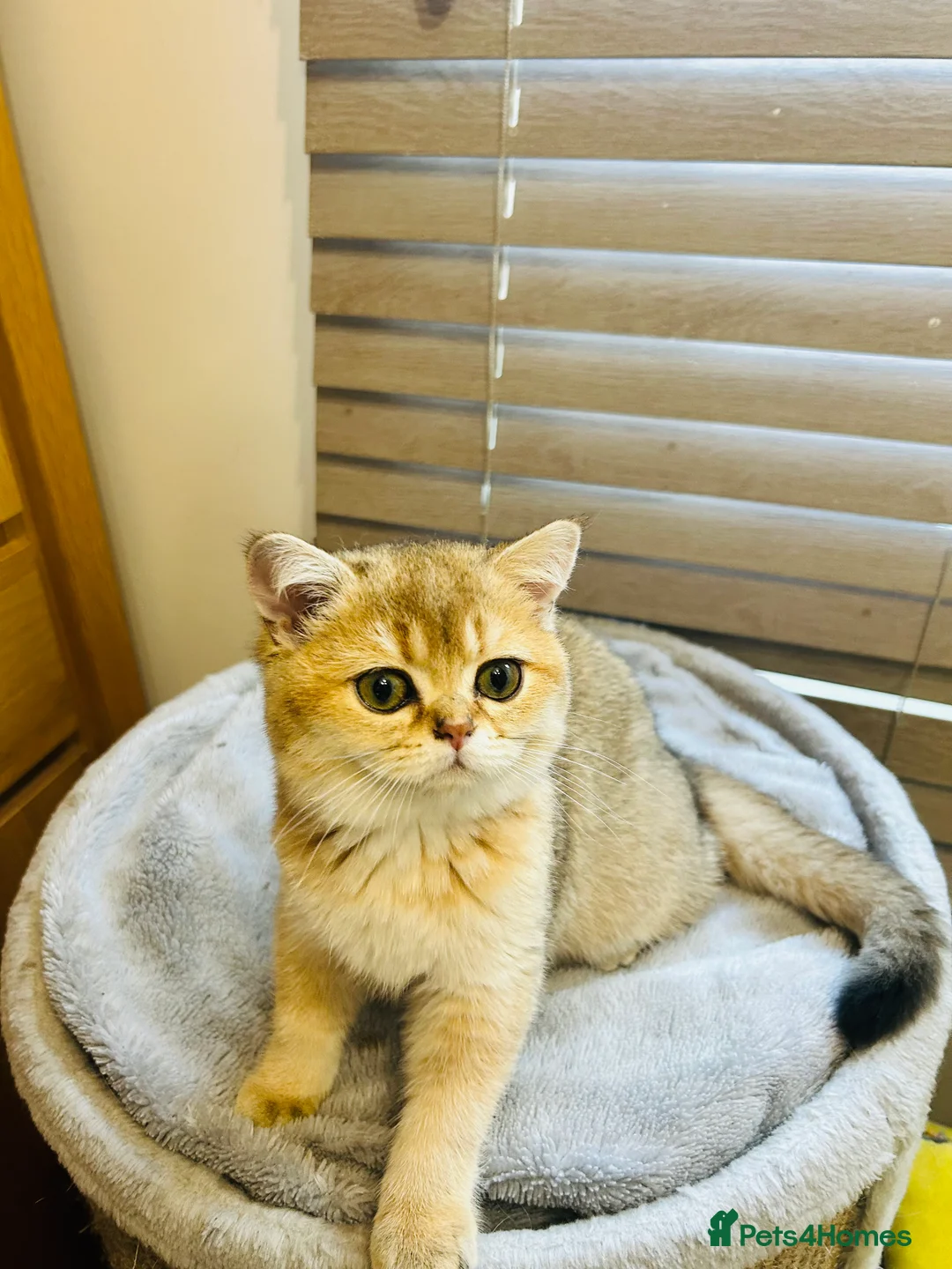 Scottish Fold cats for sale: Beautiful Golden Chinchilla kittens  - Advert 11