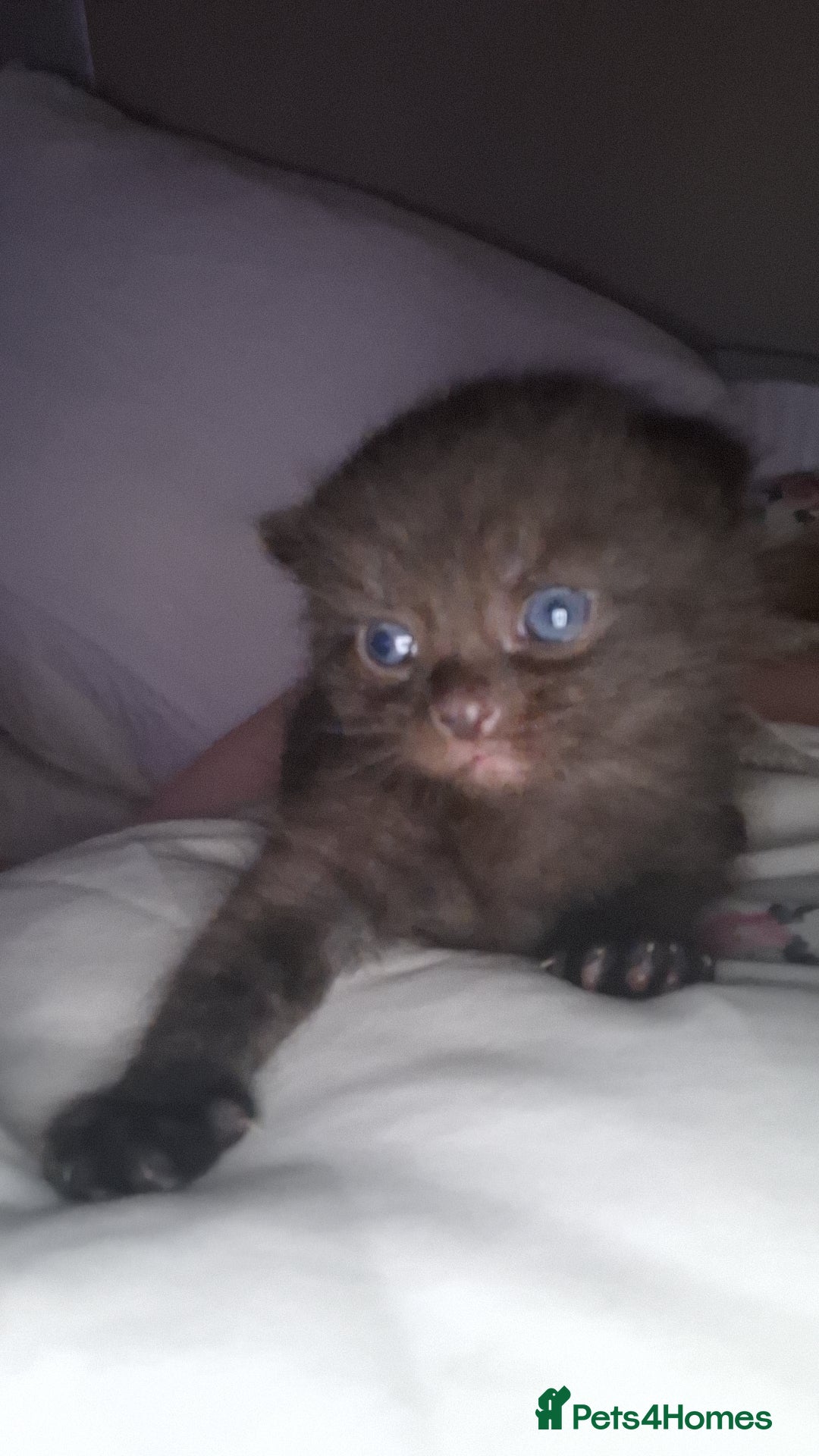 Mixed Breed cats for sale: British short hair mixed  - Advert 4