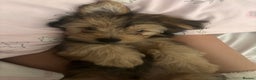 Yorkshire Terrier dogs for sale: Yorkshire Terrier 2 boys left  - Advert 7