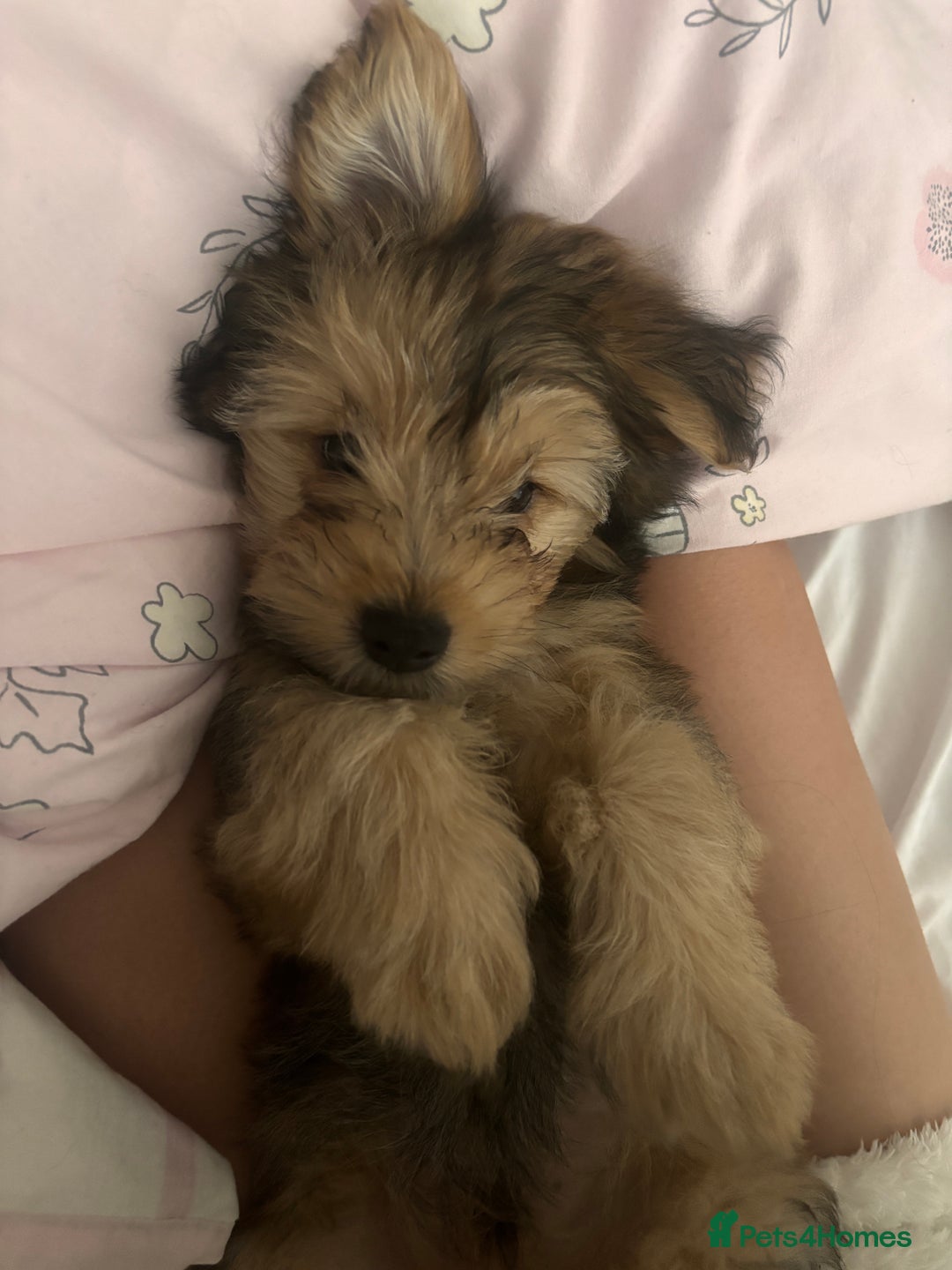 Yorkshire Terrier dogs for sale: Yorkshire Terrier 2 boys left  - Advert 7