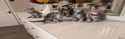 Mixed Breed cats for sale: Adorable kittens in London(SE18)😻😍😻 - Advert 14