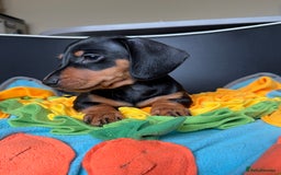 Miniature Dachshund dogs for sale: Mini Dachshund puppies, PRA clear, health tested - Image 4