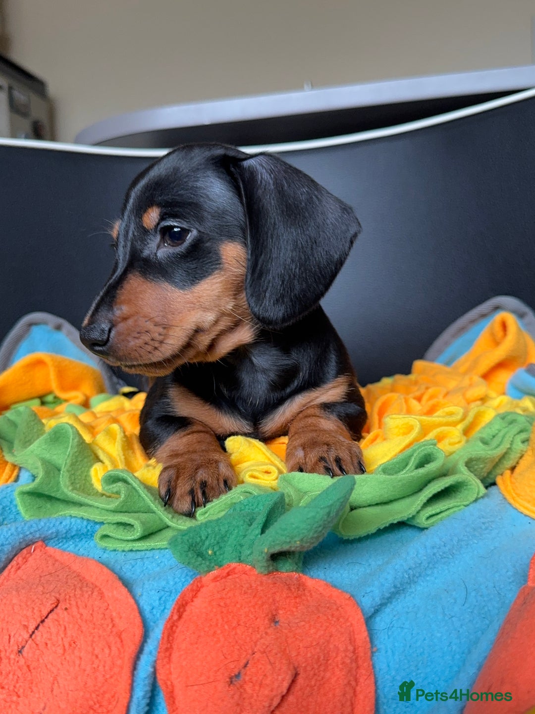 Miniature Dachshund dogs for sale: Mini Dachshund puppies, PRA clear, health tested - Image 4