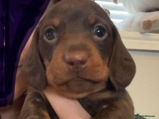 Miniature Dachshund dogs KC registered Miniature Dachshund puppies - Advert 1