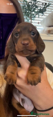 Miniature Dachshund dogs KC registered Miniature Dachshund puppies - Advert 1