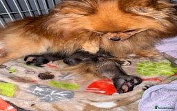 Pomeranian dogs for sale: TINY RUSSIAN / KOREAN TOY POMERANIANS READY NOW - Image 13
