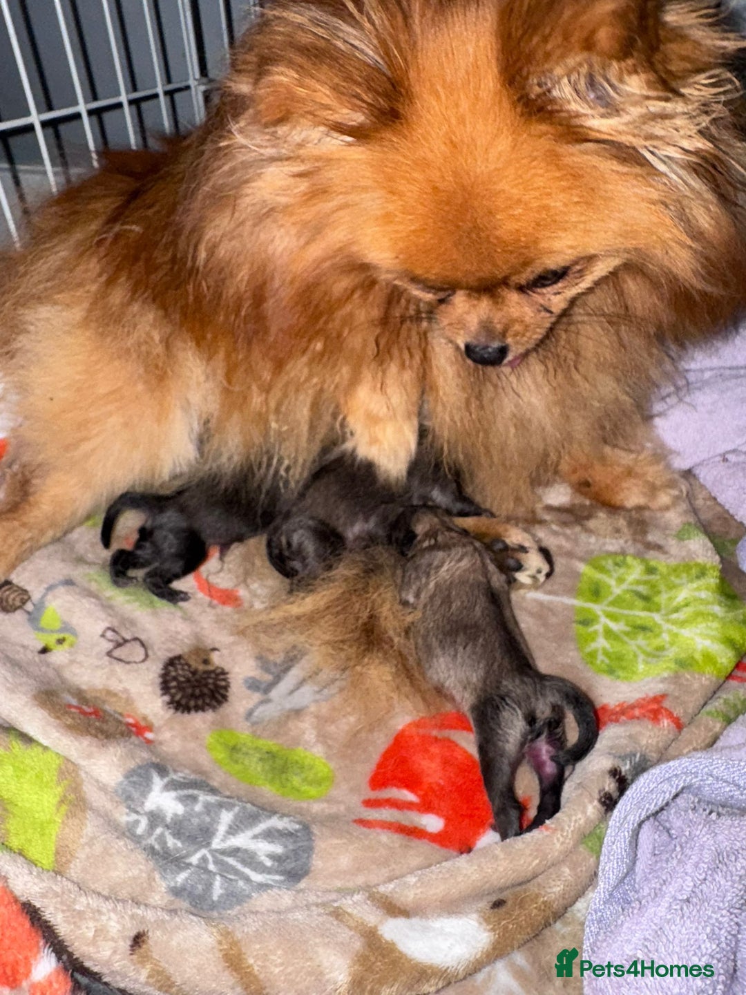 Pomeranian dogs for sale: TINY RUSSIAN / KOREAN TOY POMERANIANS READY NOW - Image 13