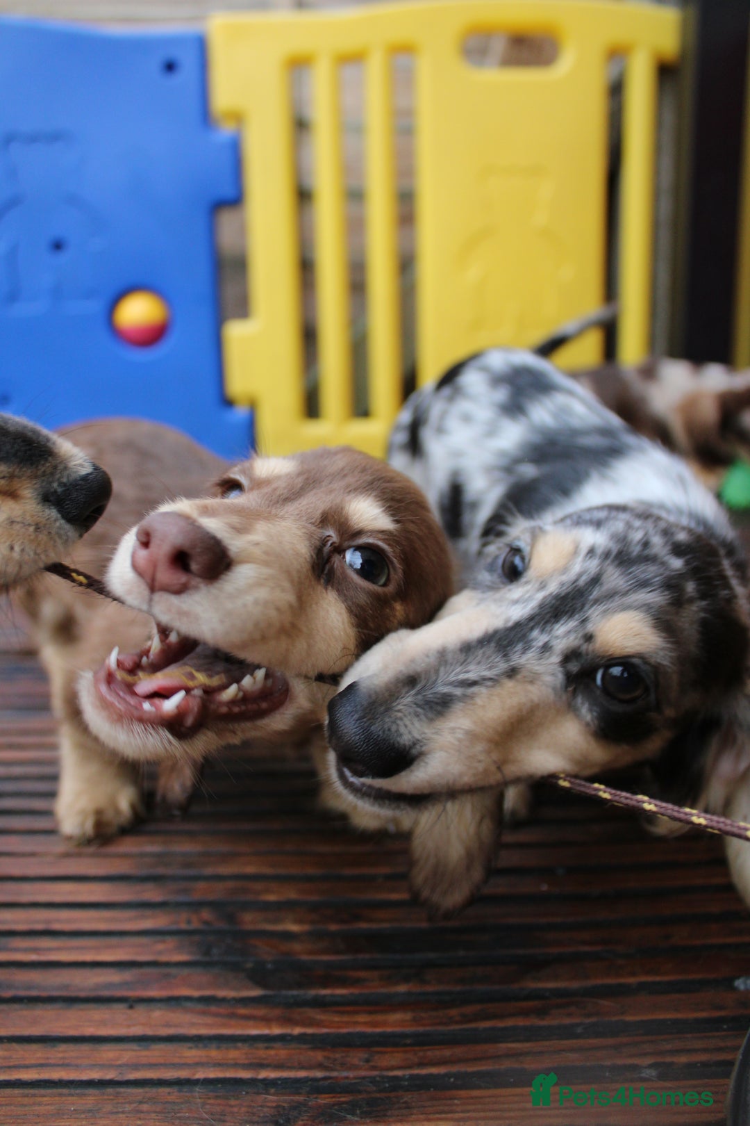 Miniature Dachshund dogs for sale: Long hair  - Advert 10