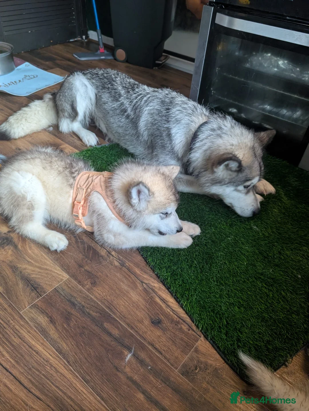 Alaskan Malamute dogs for sale: KC Registered Alaskan Malamute pups - Advert 8