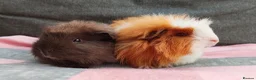 Guinea Pig rodents for sale: 2 beautiful sows available.  - Advert 2