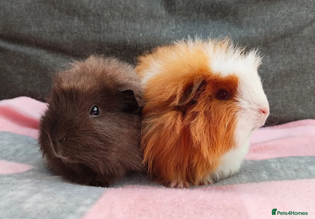 Guinea Pig rodents for sale: 2 beautiful sows available.  - Advert 2