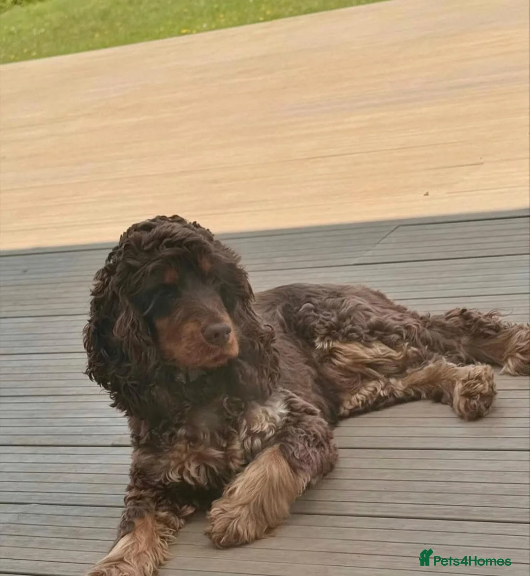Cocker Spaniel dogs for sale: Simbawood lines, show cocker, health tested - Advert 5