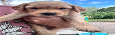 Golden Retriever 7