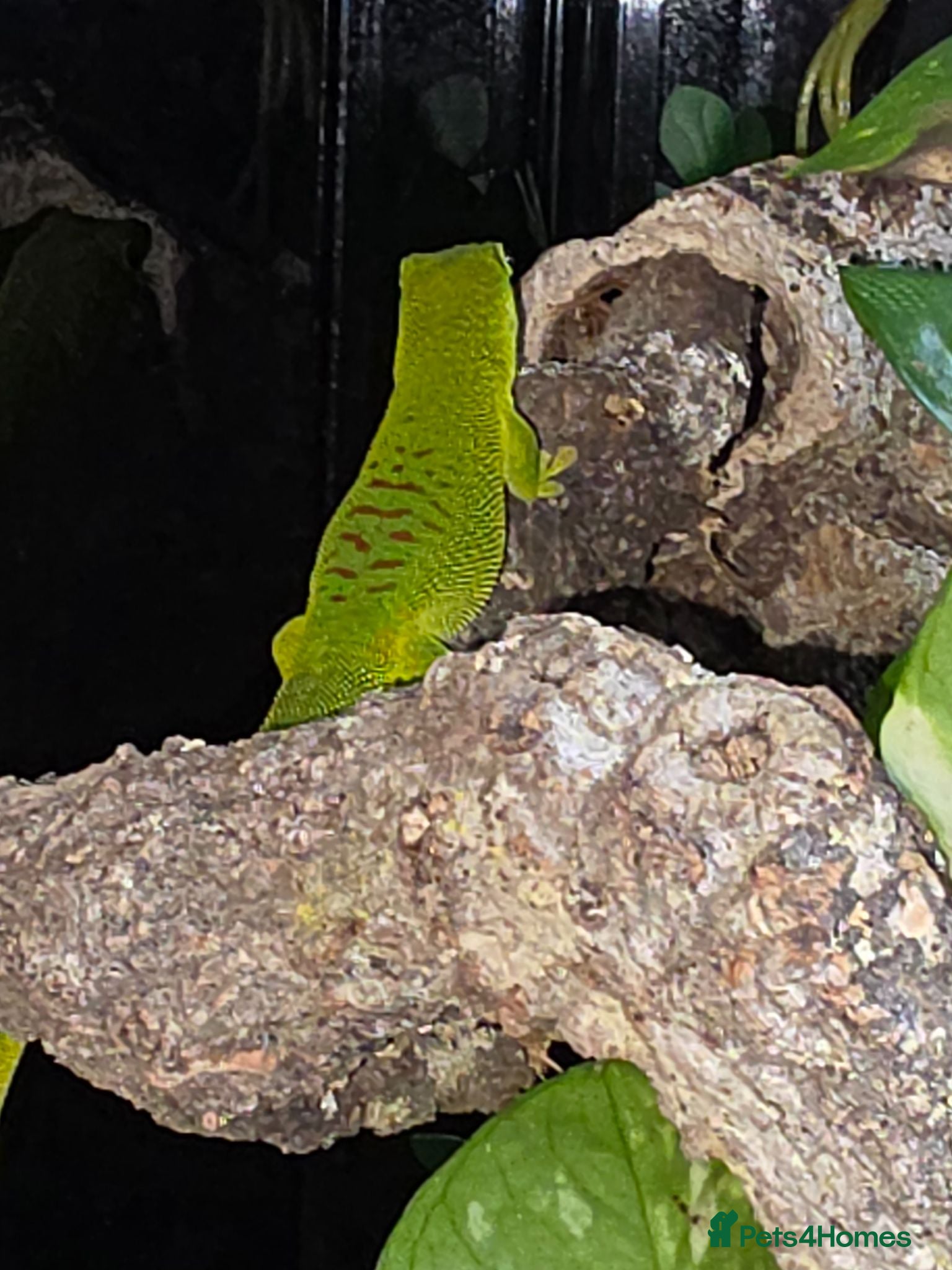 Gecko reptiles  giant Madagascan day Gecko - Advert 7
