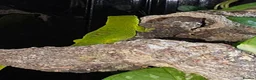 Gecko reptiles for sale:  giant Madagascan day Gecko - Advert 4