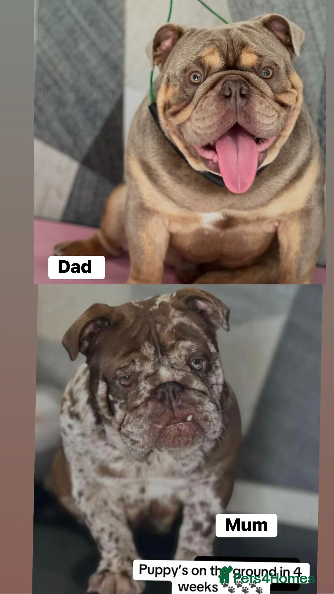 English Bulldog dogs for sale: Blown away with the interest in these guys already - Advert 2