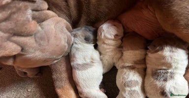 Shar Pei dogs Kc registered shar pei rare colours - Advert 13