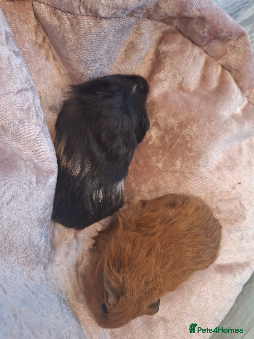 Guinea Pig rodents for sale:  Guinea pigs 4 boys(babies) 3 female (5mo) - Advert 6