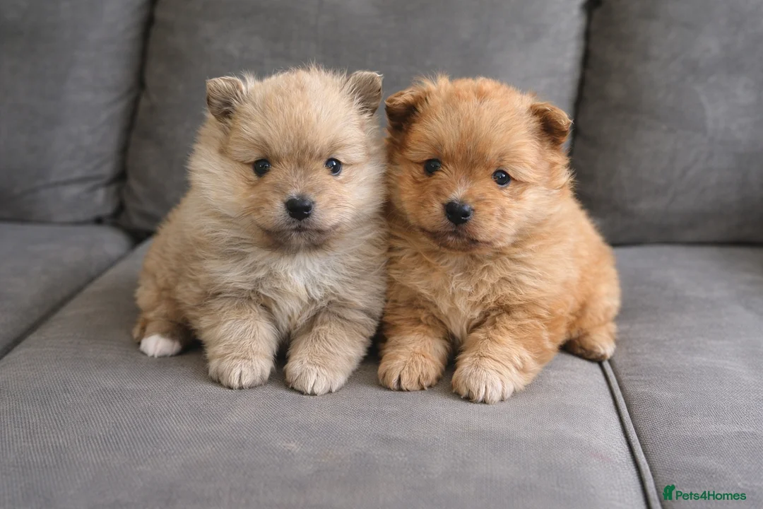 Pomeranian dogs for sale: Pomeranian  - Advert 1