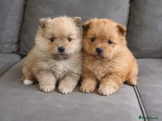 Pomeranian dogs Pomeranian - Advert 8