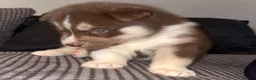 Siberian Husky dogs for sale: Stunning siberian husky puppies  in Dunstable - Advert 9