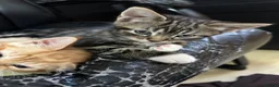 Domestic Shorthair cats for sale: cute Kittens Looking for Their Forever Homes 🐾 - Advert 26