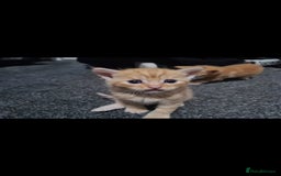 Mixed Breed cats for sale: 7 week old mixed breed kitten  - Image 11