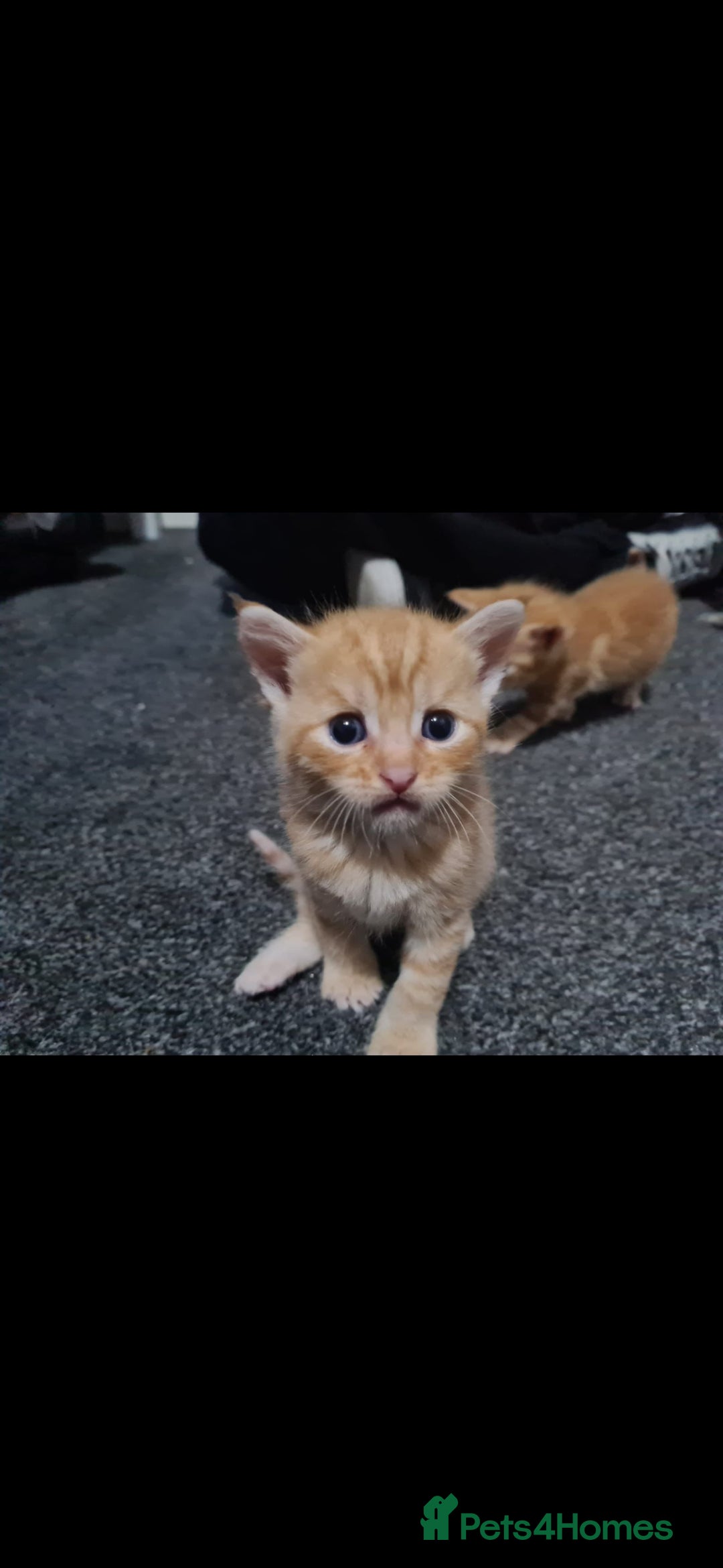 Mixed Breed cats for sale: 7 week old mixed breed kitten  - Image 11