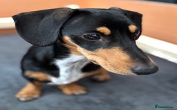 Dachshund dogs for sale: Minature Dachshund - Image 7