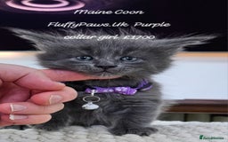 Maine Coon cats for sale: Maine Coons FluffyPaws.Uk  - Image 16