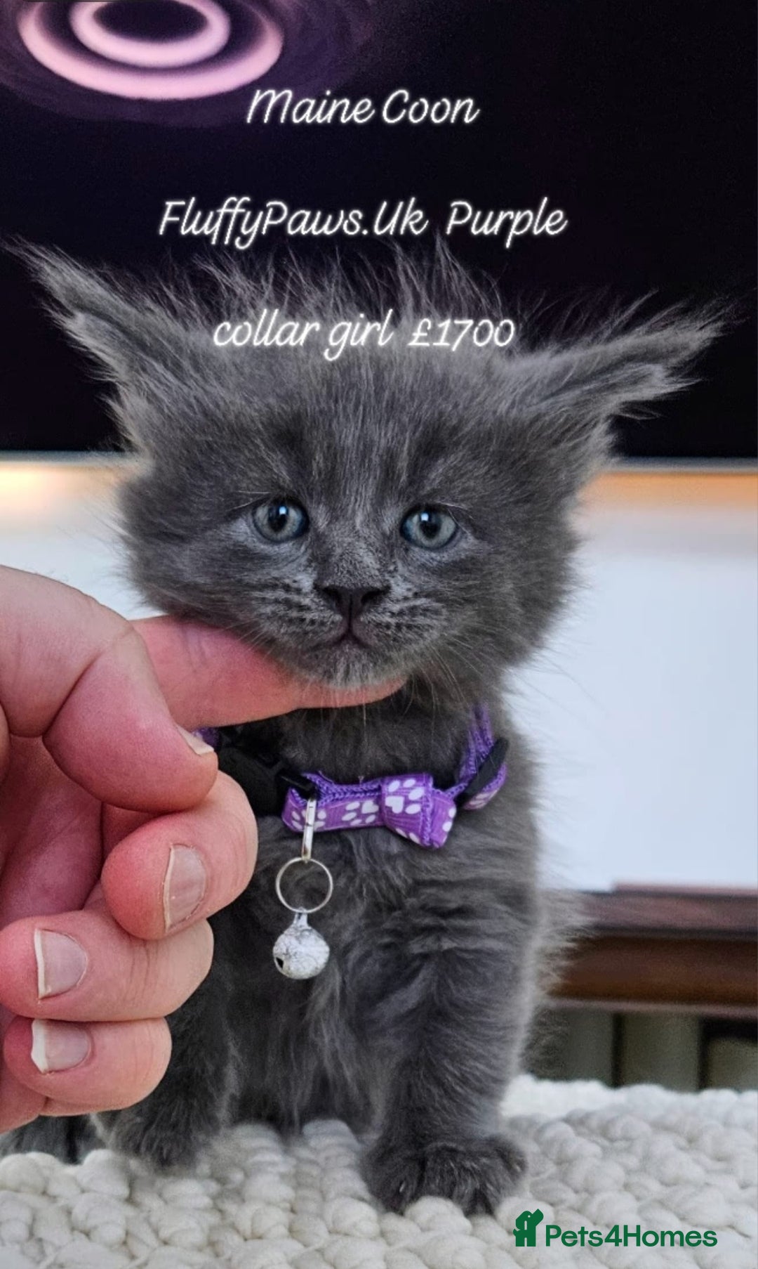Maine Coon cats for sale: Maine Coons FluffyPaws.Uk  - Image 16