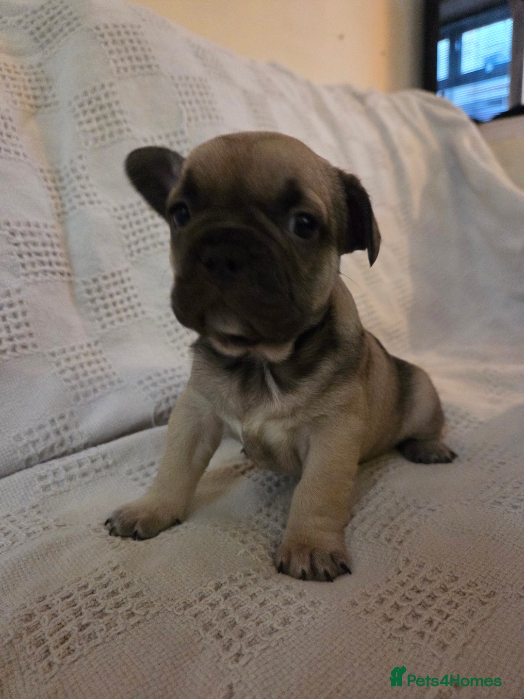 French Bulldog dogs for sale: 4 beautiful French bulldog pups  - Image 12