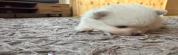 Pomeranian dogs for sale: Stunning White Female Pomeranian Puppy Available - Advert 7