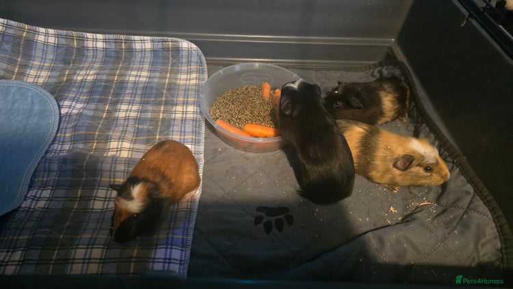 Guinea Pig rodents - Advert 5