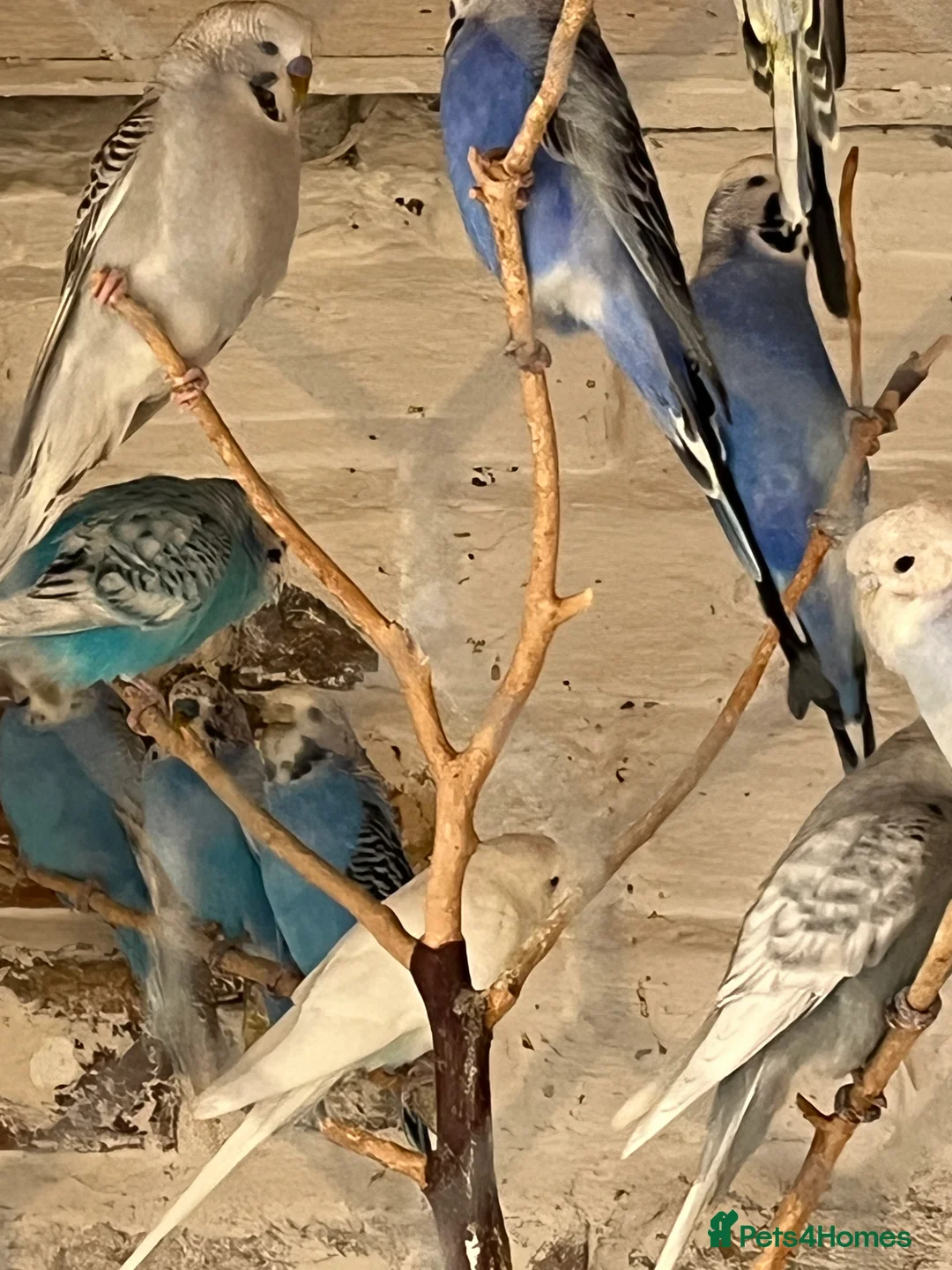 Mixed Breed birds for sale: Budgies for sale - Advert 17