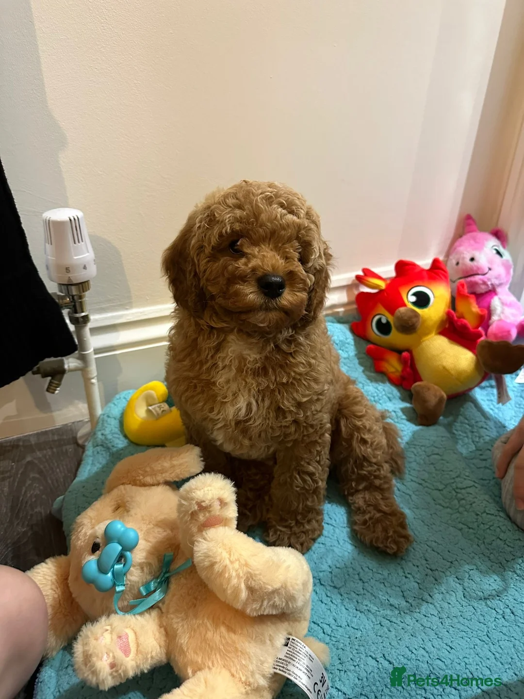 Poochon dogs for sale: Cavapoochon - Advert 2